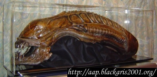 Alien Warrior Head