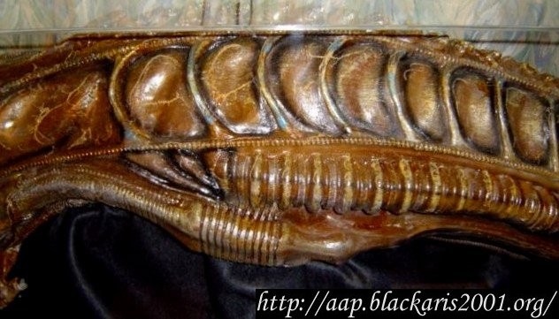 Alien Warrior Head