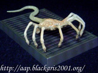 Face Hugger